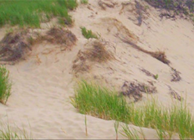 Get info on protection laws, building responsibly and why Michigan's dunes are so important. Placeholder